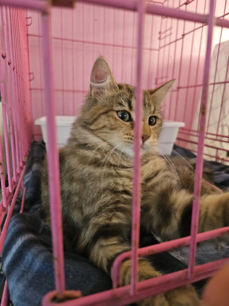 Humane Society animal shelter in Deming, NM