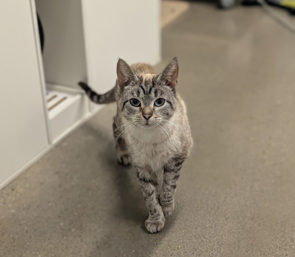 Humane Society for Greater Lafayette animal shelter in Lafayette, IN