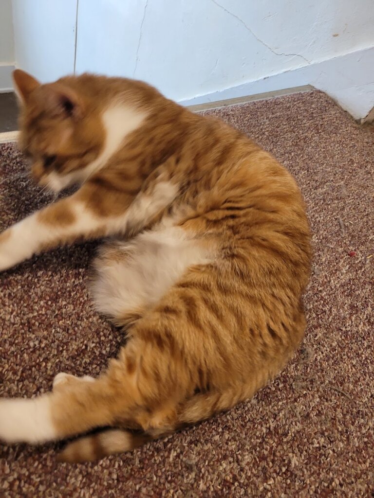Humane Society in Greenville, OH