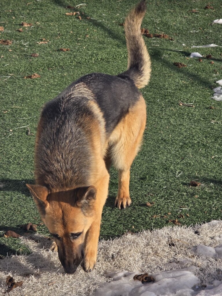 Humane Society in Kirksville, MO