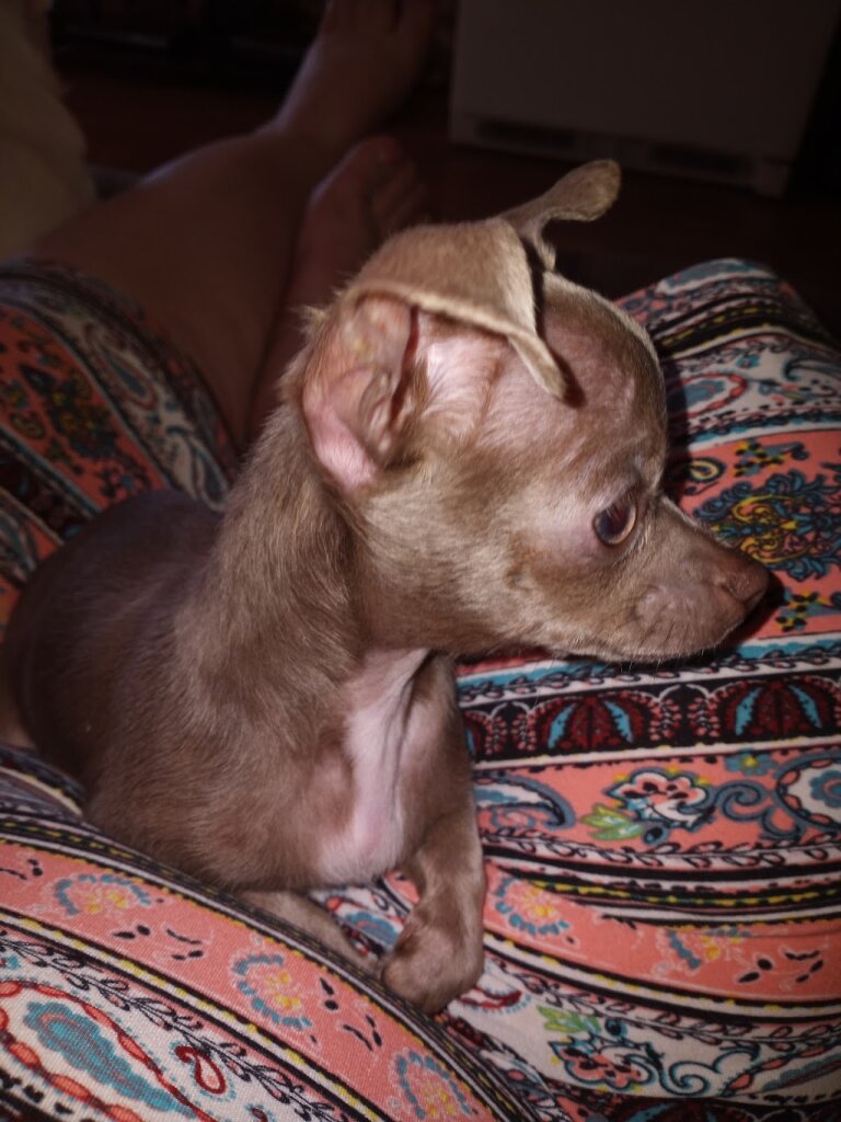 Humane Society of Beaufort animal shelter in Washington, NC