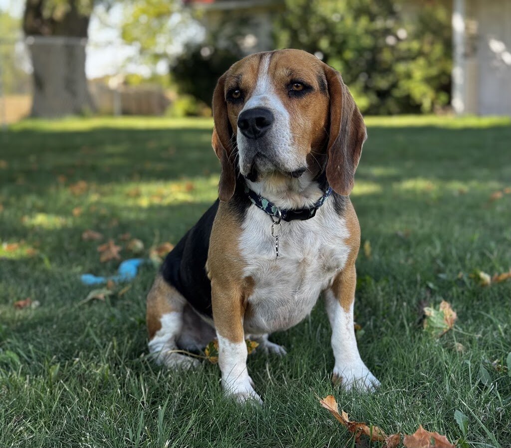 Humane Society of Branch County in Quincy, MI