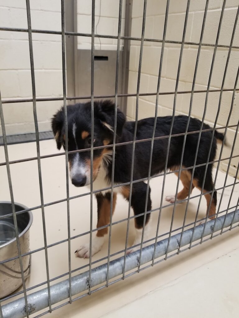 Humane Society of Cedar Creek Lake in Kemp, TX