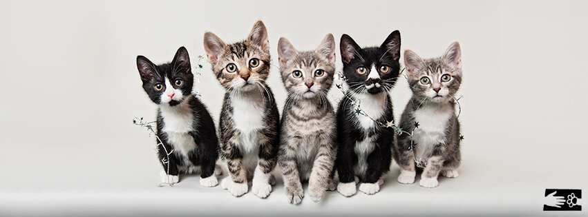 Humane Society Of Chittenden County in Burlington, VT