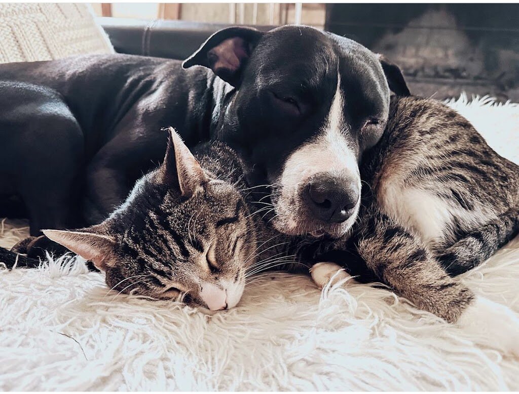 Humane Society of Clinton County, Indiana animal shelter in Clinton, IN