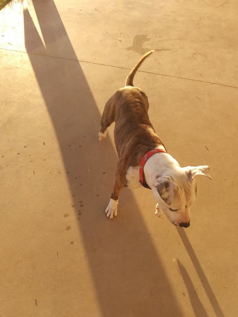 Humane Society of Deaf Smith County in Hereford, TX