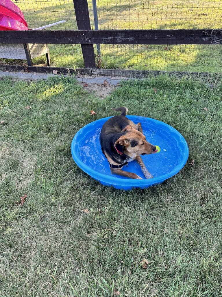 Humane Society of Fairfax County, Inc in Centreville, VA