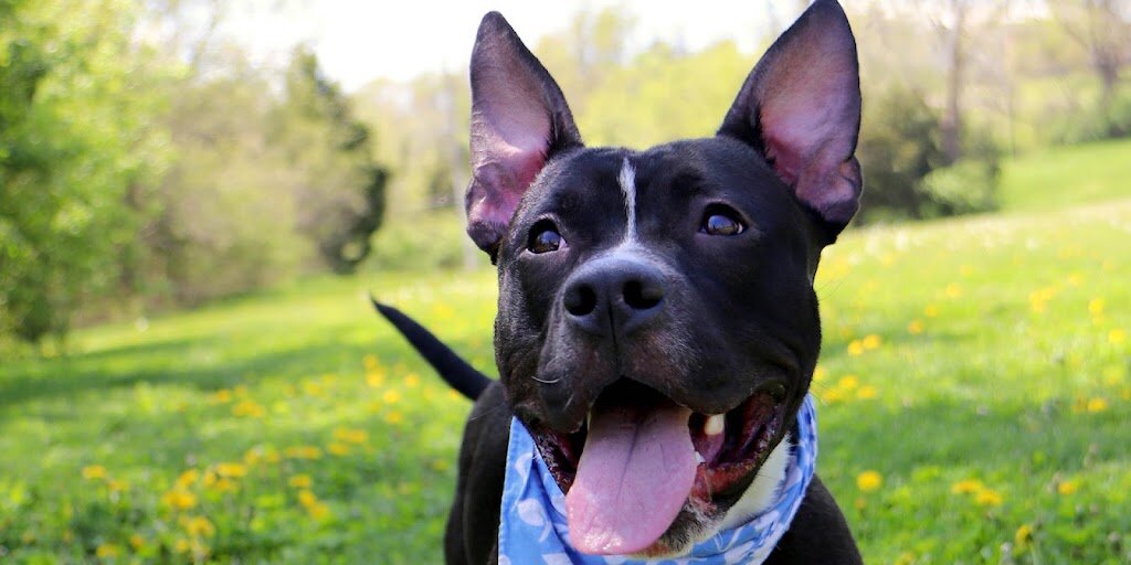 Humane Society of Greater Kansas City in Kansas City, KS