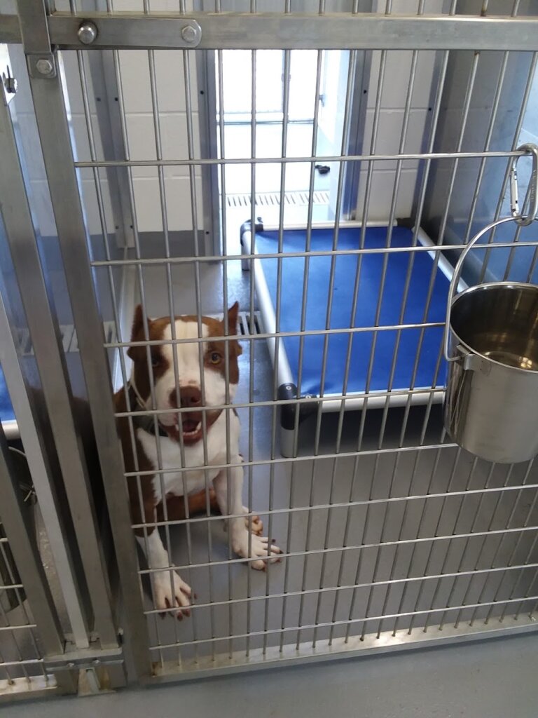 Humane Society of Greenwood in Greenwood, SC