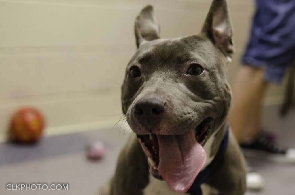 Humane Society of Harrisburg Area, Inc. animal shelter in Harrisburg, PA
