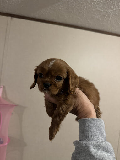 Humane Society of Jefferson County in Dandridge, TN