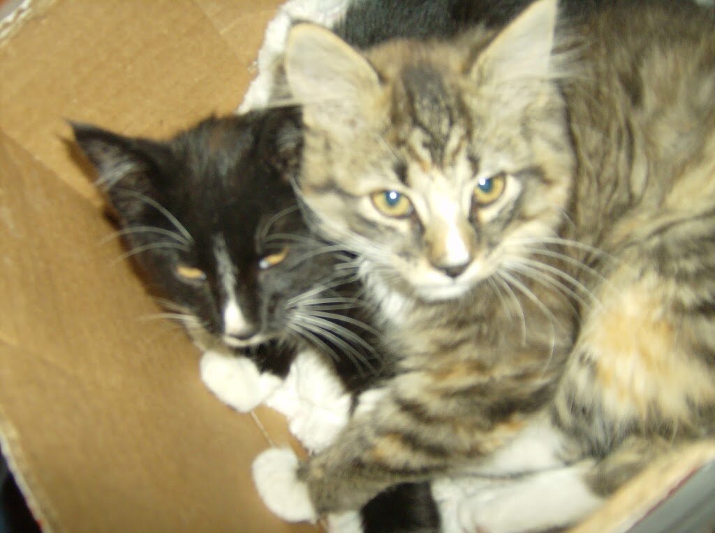 Humane Society of Kandiyohi & Meeker Counties in Willmar, MN