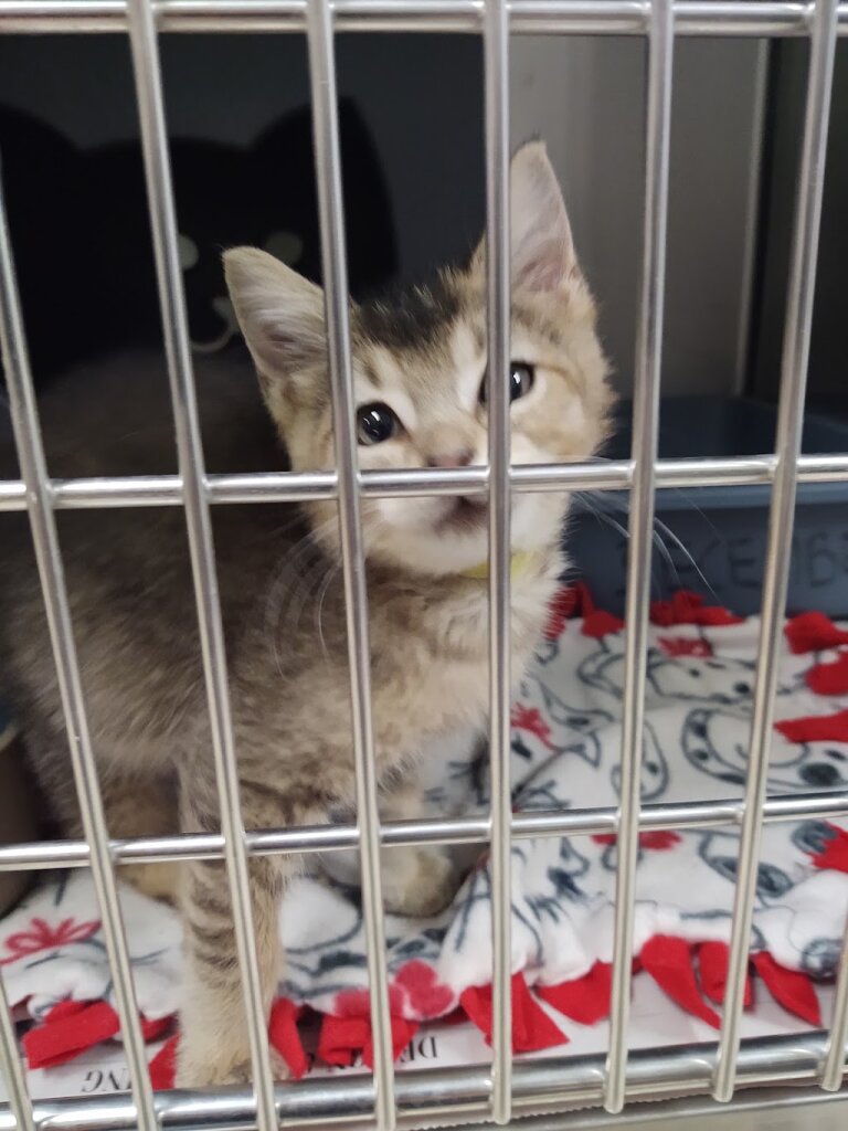 Humane Society of Macomb animal shelter in Shelby Township, MI