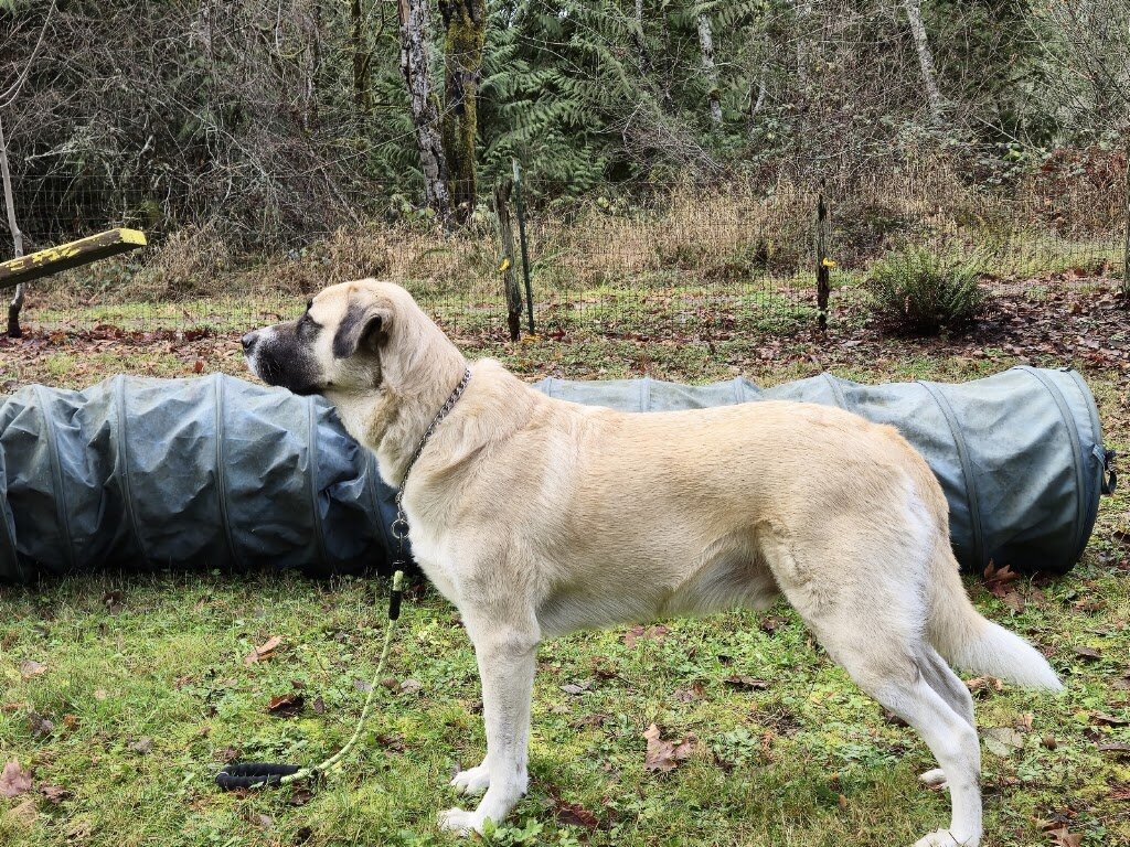 Humane Society of Mason County animal shelter in Belfair, WA