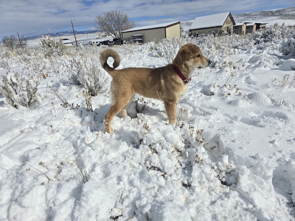 Humane Society of Moffat County animal shelter in Craig, CO