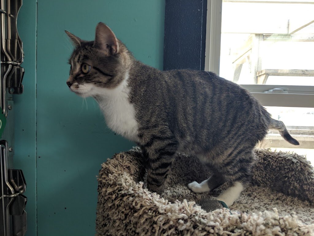 Humane Society of Monroe County in Monroe, MI