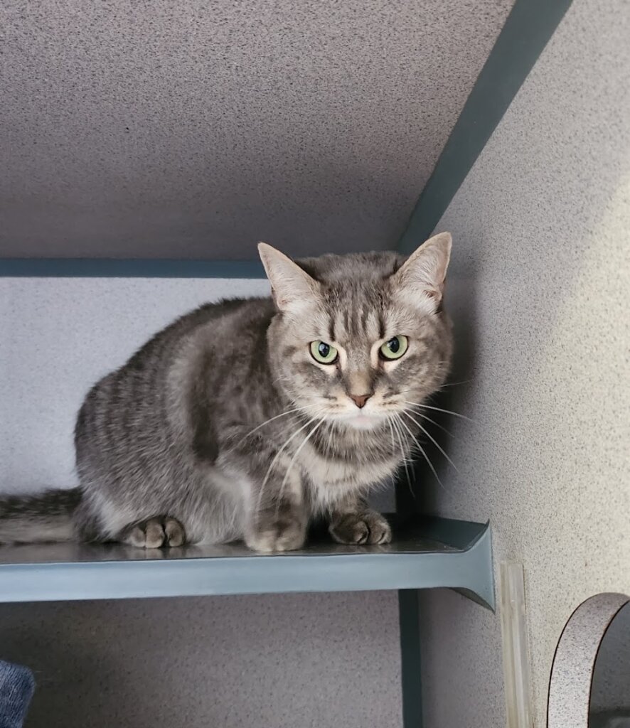 Humane Society of Montgomery County animal shelter in Christiansburg, VA