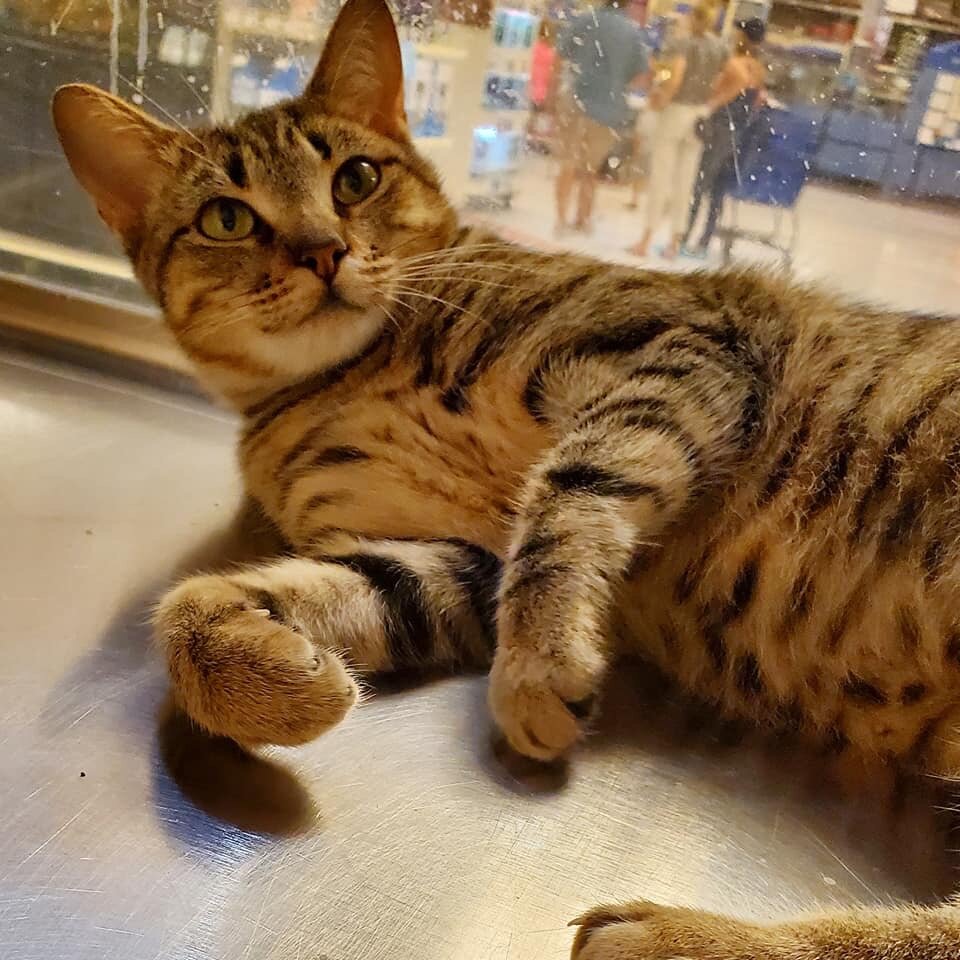 Humane Society of North Texas (HSNT) Adoption Center in Fort Worth, TX