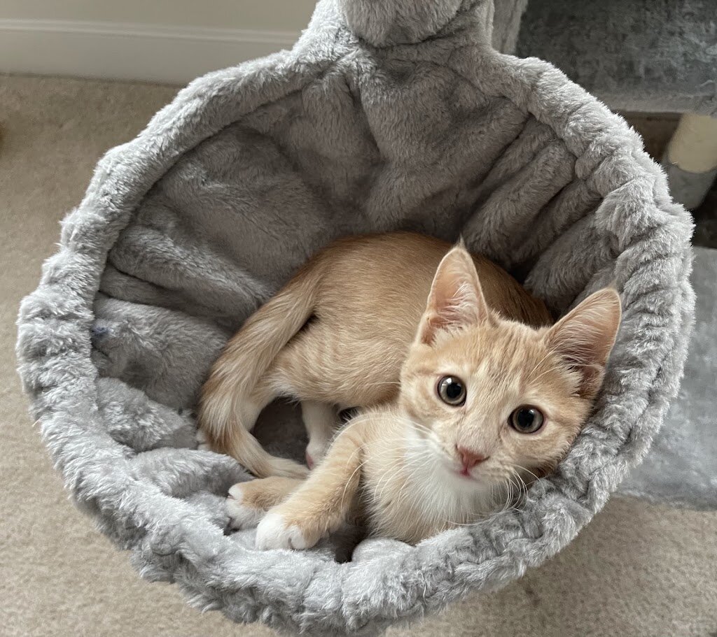 Humane Society of Northern Virginia in Dumfries, VA