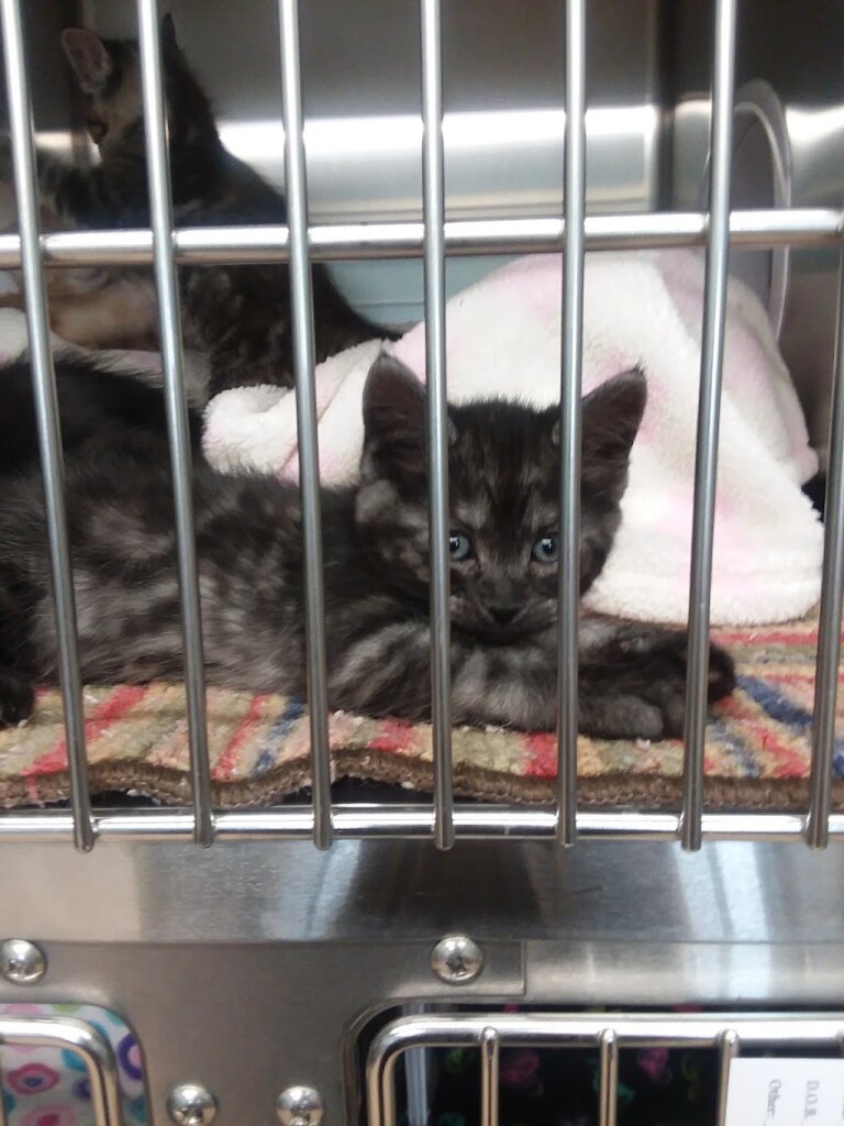 Humane Society of Otter Tail County animal shelter in Fergus Falls, MN