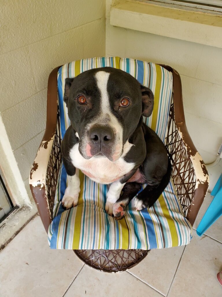 Humane Society of Pasco County Inc. in Spring Hill, FL