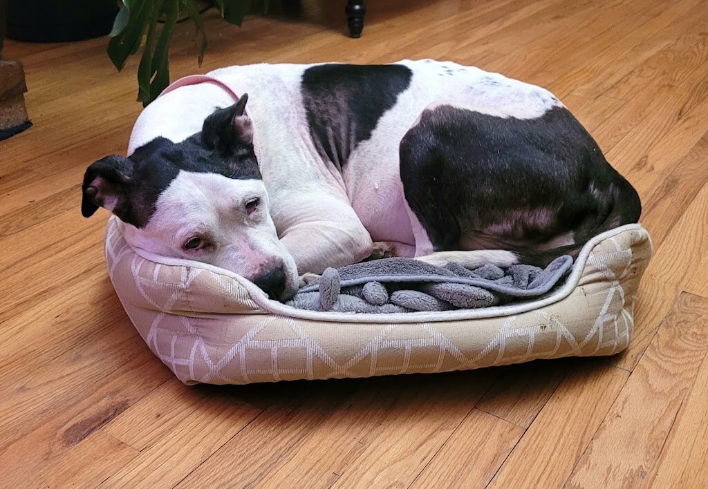 Humane Society of Richland county County in Ontario, OH