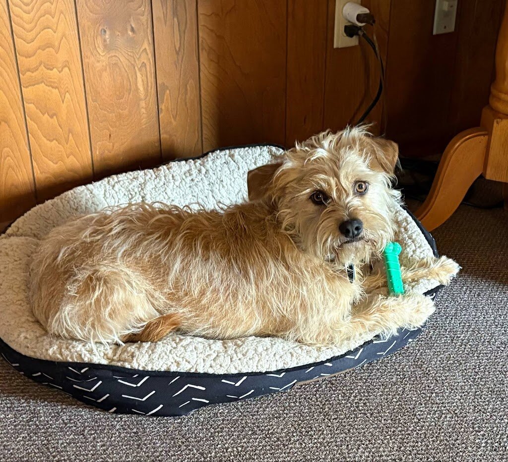Humane Society of Sandusky County in Fremont, OH