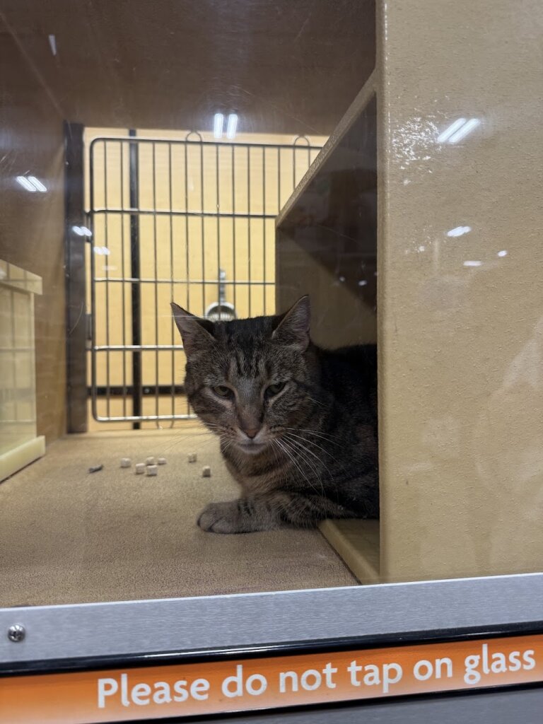 Humane Society of Skagit Valley (HSSV) animal shelter in Burlington, WA