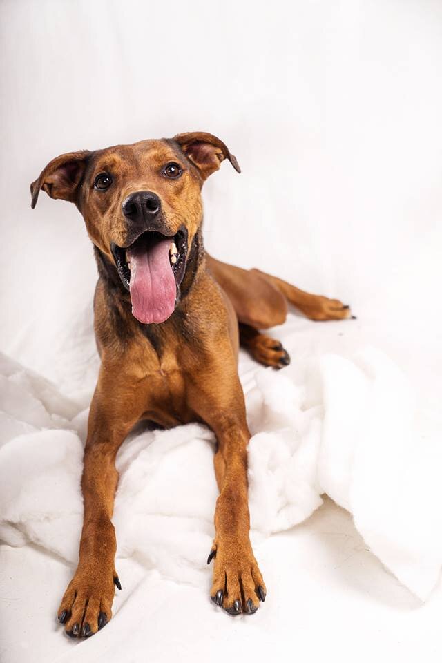 Humane Society of St. Joseph County in Mishawaka, IN