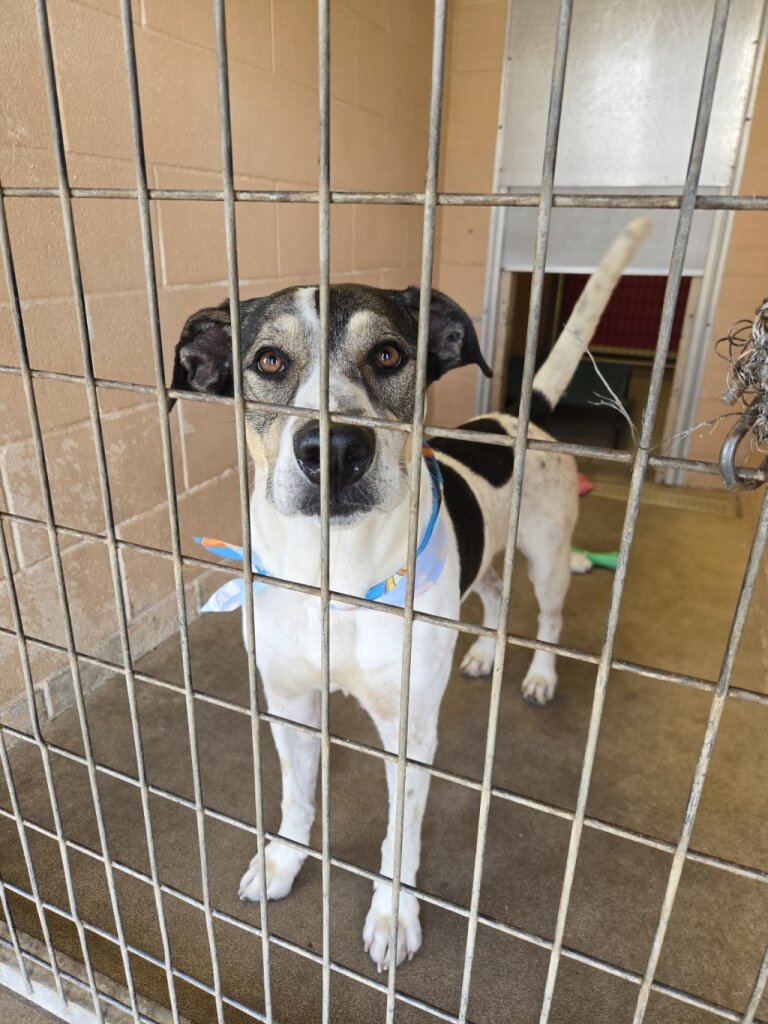 Humane Society of the New Braunfels Area, Inc animal shelter in New Braunfels, TX