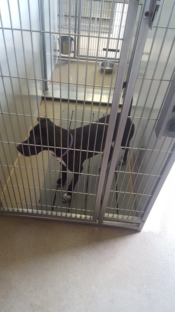 Humane Society of the New River Valley animal shelter in Dublin, VA
