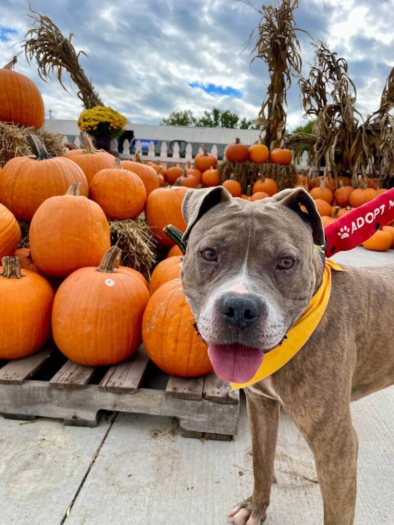 Humane Society of the Ohio Valley animal shelter in Marietta, OH