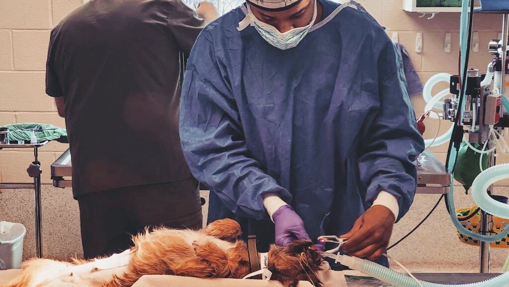 Humane Society of the Piedmont in Greensboro, NC