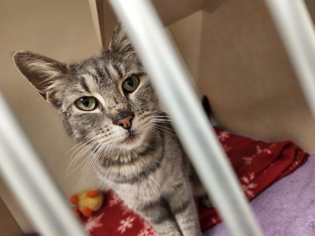 Humane Society of Washington County in Hagerstown, MD