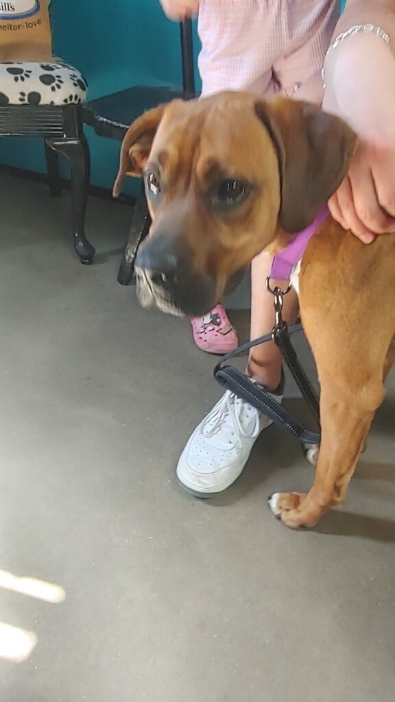 Humane Society of Young County animal shelter in Graham, TX