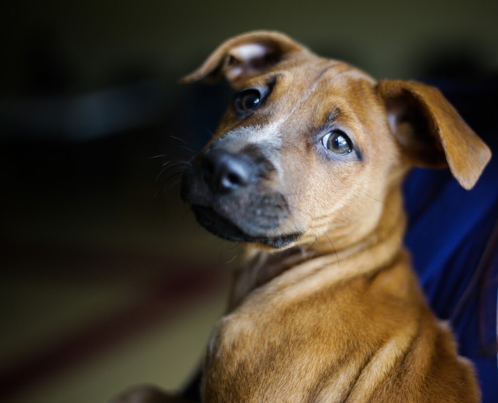 Humane Society Waterville Area in Waterville, ME