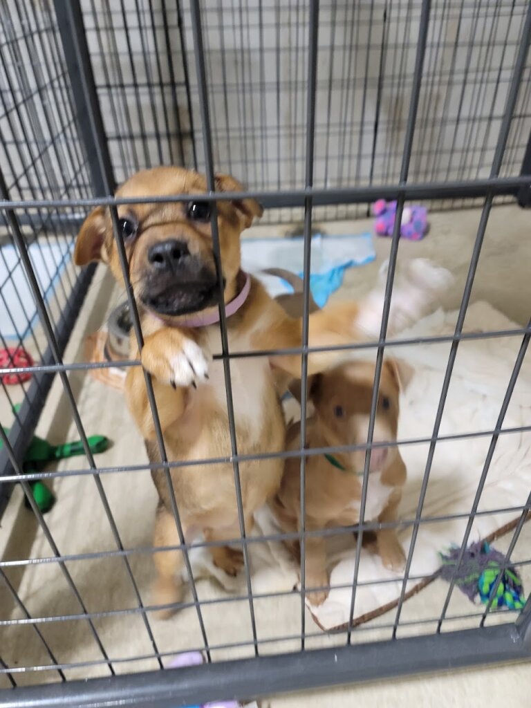 Humane Tomorrow animal shelter in Argyle, TX