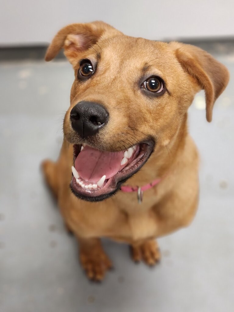 Huntington Shelter & Adoption in East Northport, NY