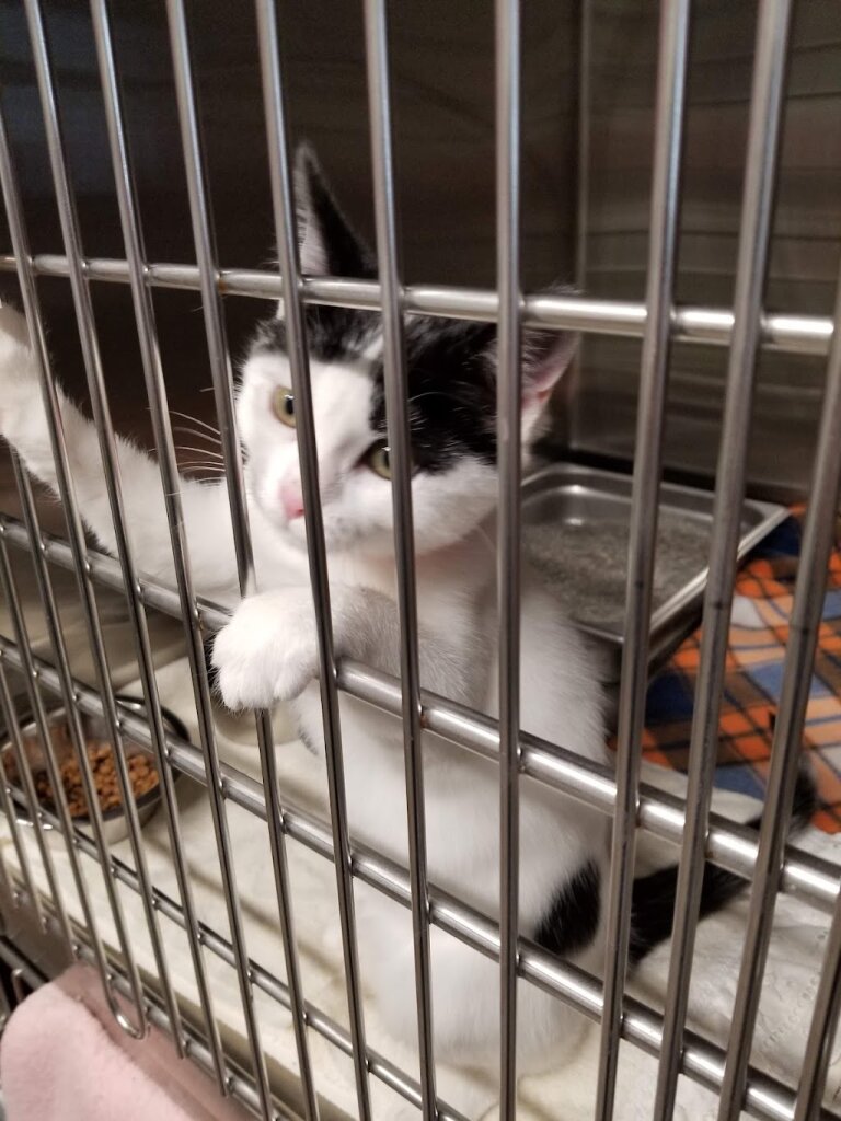 Huron Humane Society animal shelter in Alpena, MI
