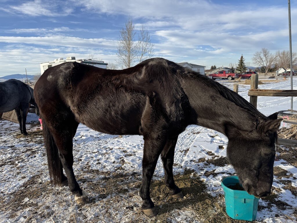 Huttinger Ranch and Horse Rescue animal shelter in East Helena, MT