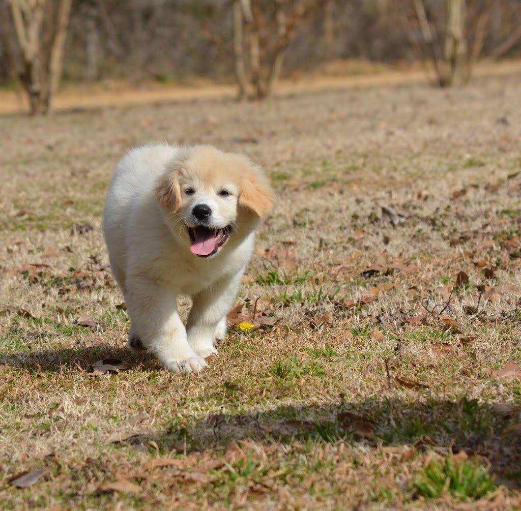 In Defense of Animals' Hope Animal Sanctuary animal shelter in Grenada, MS