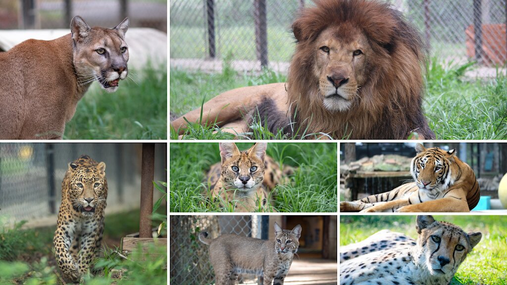 In-Sync Exotics Wildlife Rescue & Educational Center animal shelter in Wylie, TX