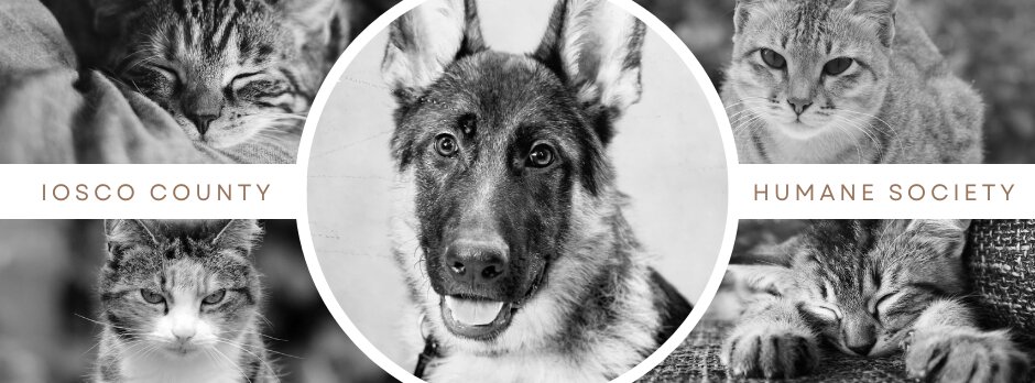 Iosco County Humane Society animal shelter in Tawas City, MI