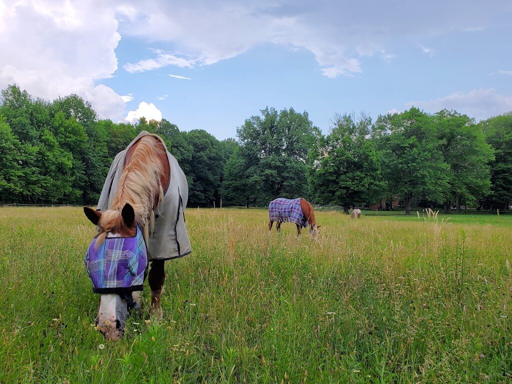J and J Farms Animal Sanctuary, Inc. animal shelter in Saxonburg, PA