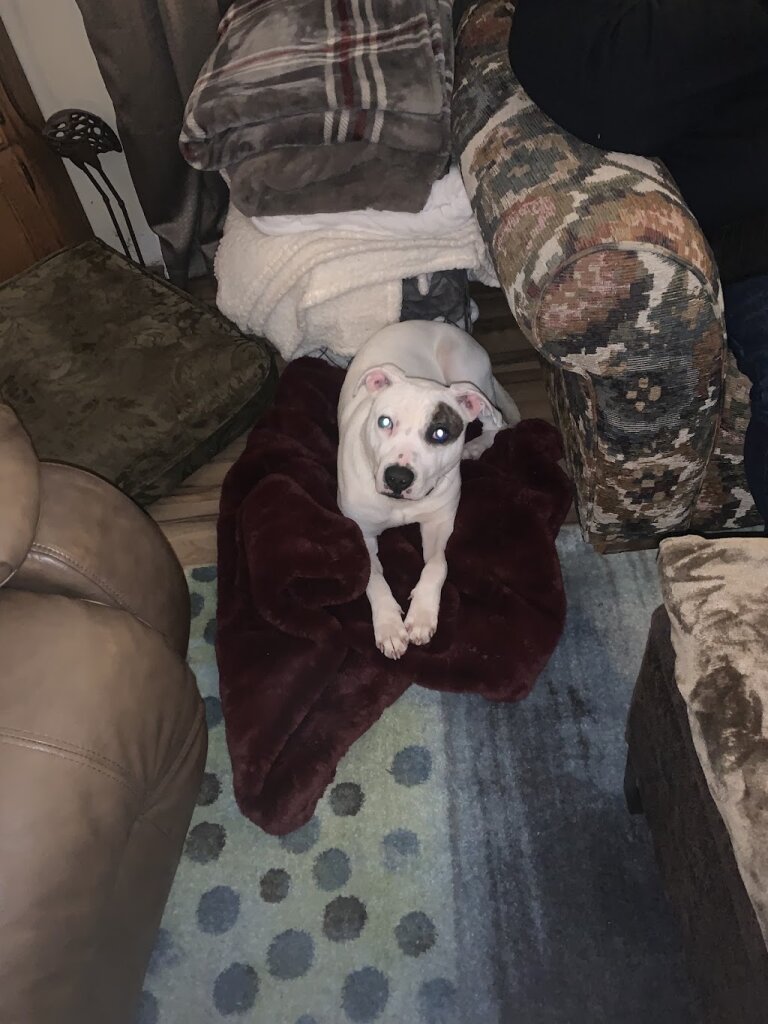 Jefferson County Humane Society and Animal Shelter in Wintersville, OH
