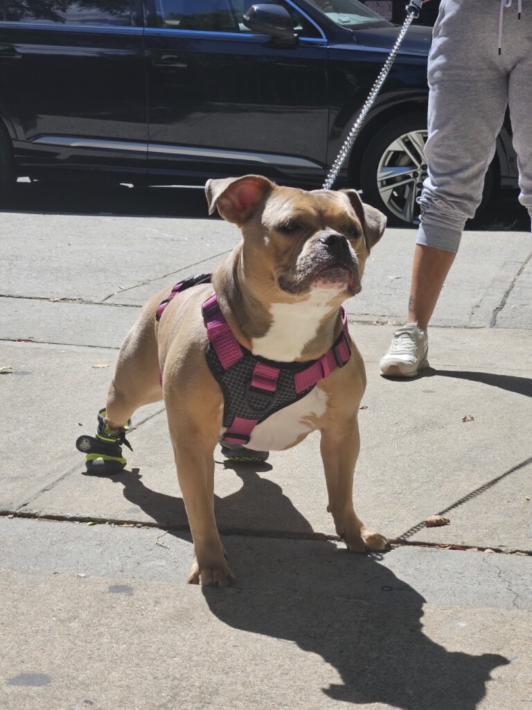 Jersey City Animal Shelter in Jersey City, NJ