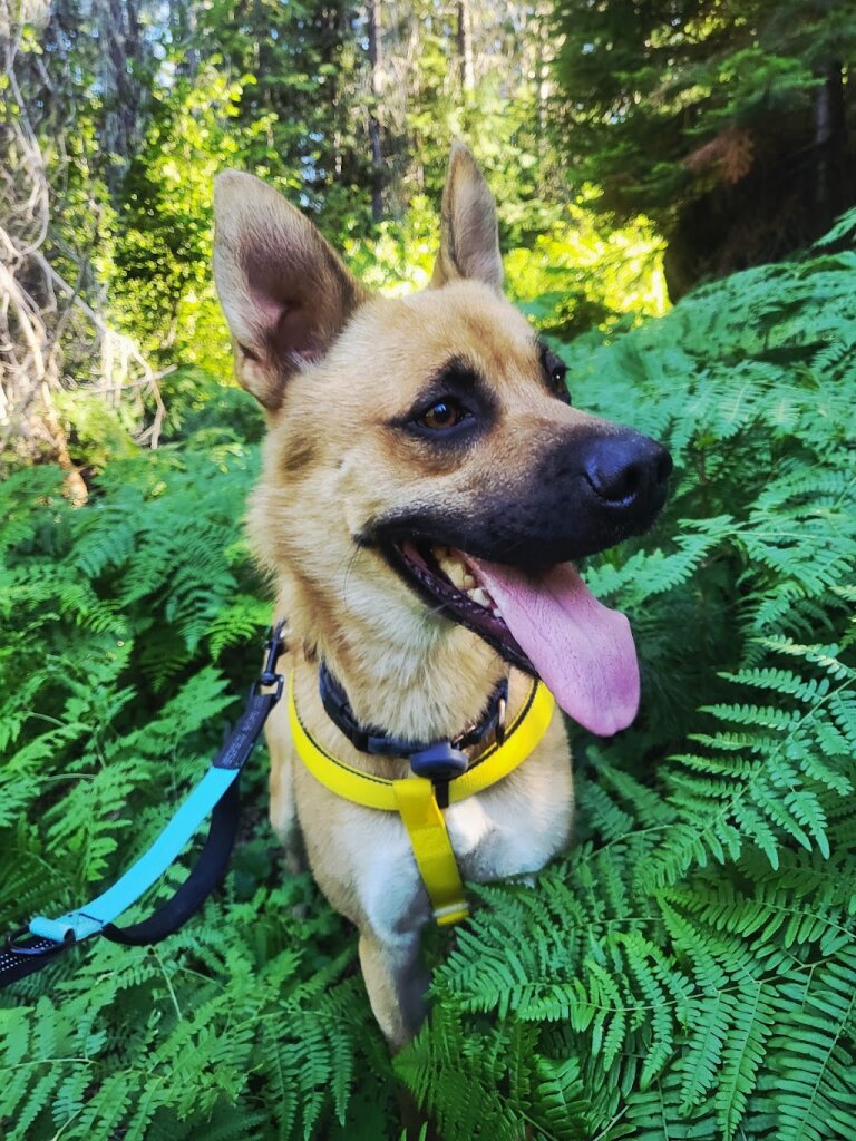 Josephine County Animal Shelter in Grants Pass, OR