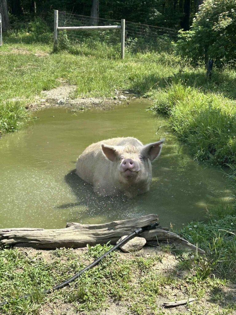 Jp Farm Animal Sanctuary animal shelter in Litchfield, CT