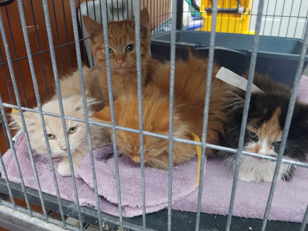 Kalamazoo Animal Rescue in Portage, MI