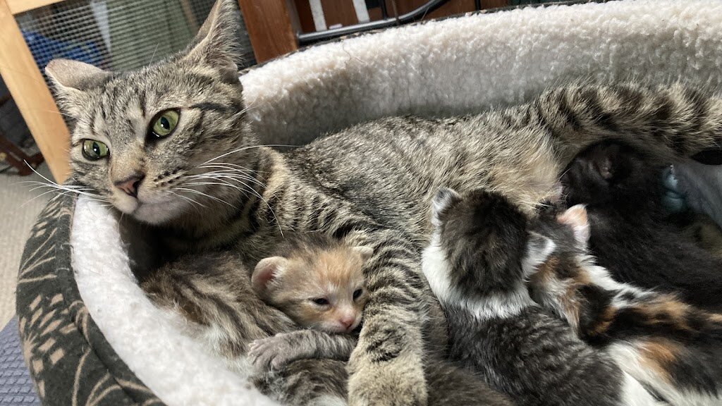 Keller's Kats Rescue, Inc in Spencerport, NY